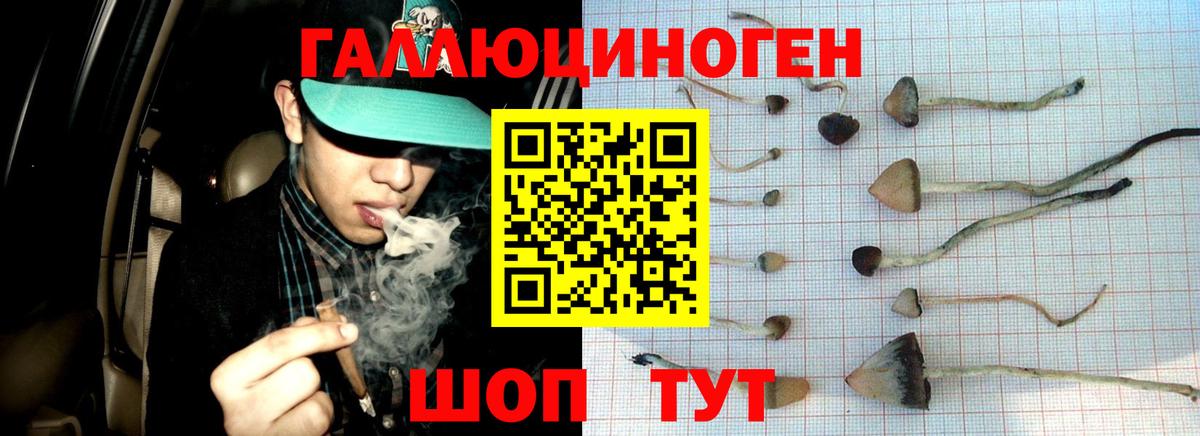 Псилоцибиновые грибы Psilocybe Серпухов